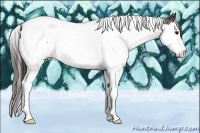 Horse Color:Bay Splash Tobiano Appaloosa 