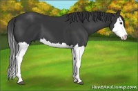 Horse Color:Black Sabino Splash