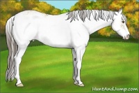 Horse Color:Classic Cream Champagne Dun Sabino 