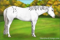 Horse Color:Smoky Black Sabino Splash Appaloosa 