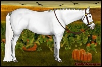 Horse Color:Silver Bay Appaloosa 
