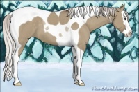 Horse Color:Silver Grullo Sabino Splash Tobiano 