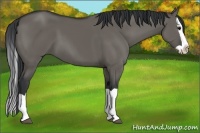 Horse Color:Grullo Splash 