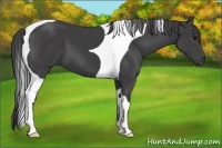 Horse Color:Smoky Black Tobiano 