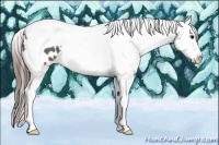 Horse Color:Grullo Splash Tobiano Appaloosa