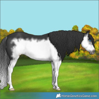 Horse Color:White Spotted Black Splash Frame