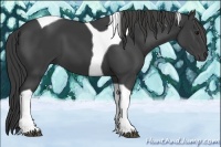 Horse Color:Smoky Black Tobiano 