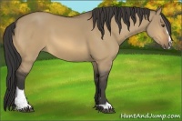 Horse Color:Buckskin Dun Sabino