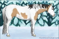 Horse Color:Buckskin Splash Tobiano 