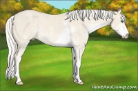 Horse Color:Cremello Sabino  Brindle
