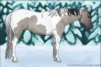 Horse Color:Grullo Roan Tobiano