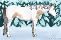 Horse Color:Amber Champagne Splash Tobiano