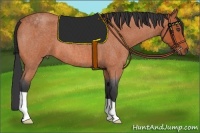 Horse Color:Bay Roan 