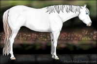 Horse Color:Chestnut Splash Appaloosa 