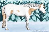 Horse Color:Gold Champagne Splash Tobiano