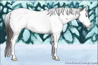 Horse Color:Bay Splash Tobiano Appaloosa 