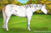 Horse Color:Chestnut Sabino Splash