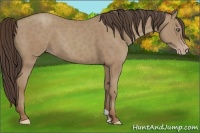 Horse Color:Classic Champagne 