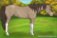 Horse Color:Classic Champagne Roan 