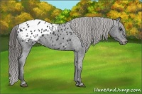 Horse Color:Black Appaloosa 