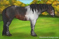 Horse Color:Brown Sabino  Brindle