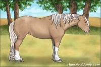 Horse Color:Silver Classic Champagne Tobiano 