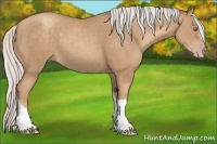 Horse Color:Silver Classic Champagne 