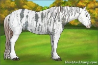 Horse Color:Black Ice Sabino Appaloosa Brindle