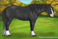 Horse Color:Black Splash