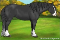 Horse Color:Black Splash