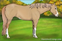 Horse Color:Red Dun Sabino