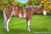 Horse Color:White Spotted Silver Bay