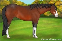 Horse Color:Bay Sabino 