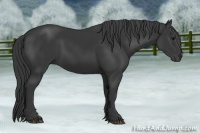 Horse Color:Black Sabino