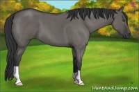 Horse Color:Grullo Roan 