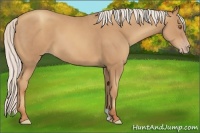 Horse Color:Silver Classic Champagne 