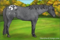 Horse Color:Black Appaloosa 