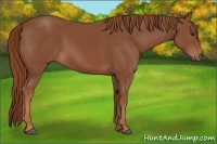 Horse Color:Chestnut Rabicano 