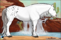Horse Color:Black Appaloosa Rabicano 