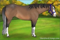 Horse Color:Buckskin Splash 
