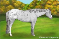 Horse Color:Black Blanket Rabicano 