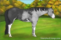 Horse Color:Blue Roan Sabino 