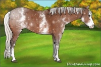 Horse Color:White Spotted Silver Bay Splash 