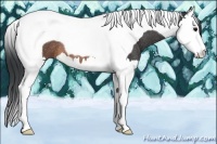 Horse Color:Brown Splash Tobiano Rabicano