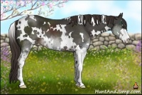 Horse Color:White Spotted Liver Chestnut Sabino 