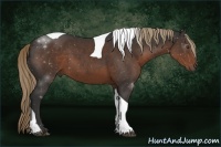 Horse Color:Liver Chestnut Tobiano 