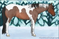 Horse Color:Bay Roan Tobiano