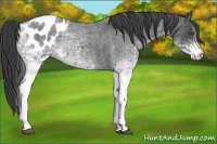 Horse Color:White Spotted Blue Roan Appaloosa