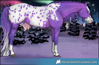 Horse Color:Watercolor Bay Splash Appaloosa 