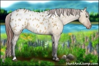 Horse Color:Bay Dun Sabino Appaloosa Rabicano 